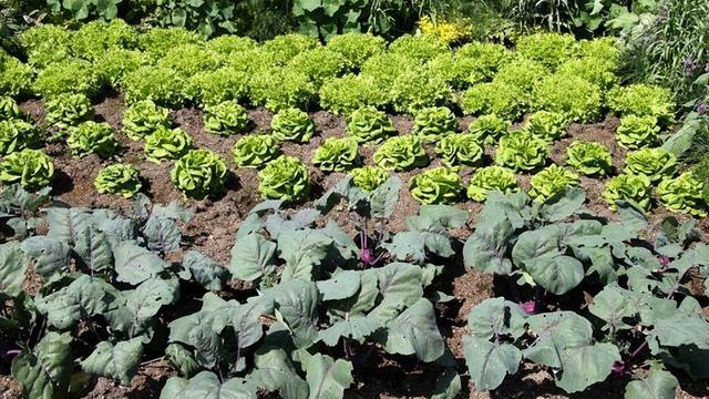 药店为什么不让卖高锰酸钾溶液（药店为什么不让卖高锰酸钾片）