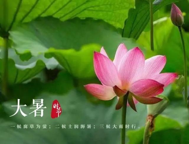 清热解毒去火的茶（儿童清热去火的茶）