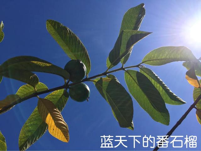 番石榴的功效与作用禁忌症（番石榴的功效与作用禁忌芹菜汁和苦瓜有什叭好处和作用）