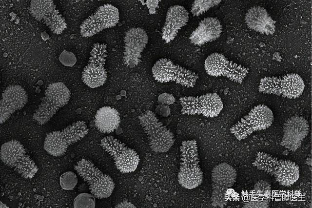 新冠疫苗的原理，疫苗的原理和作用
