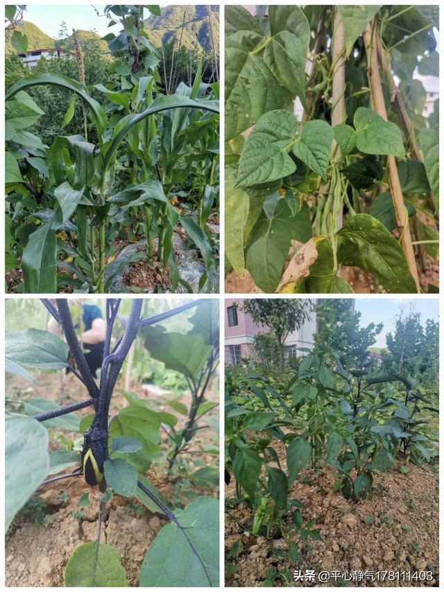 淫羊藿泡水（羊藿和枸杞泡水的功效）