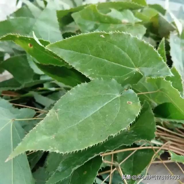 淫羊藿泡水（羊藿和枸杞泡水的功效）