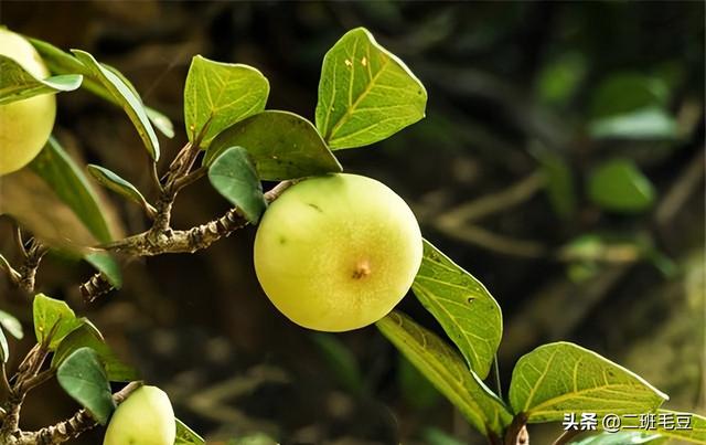 爱玉冻怎么做？夏日里的凉粉（五）木莲豆腐与爱玉