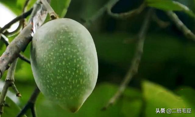 爱玉冻怎么做？夏日里的凉粉（五）木莲豆腐与爱玉