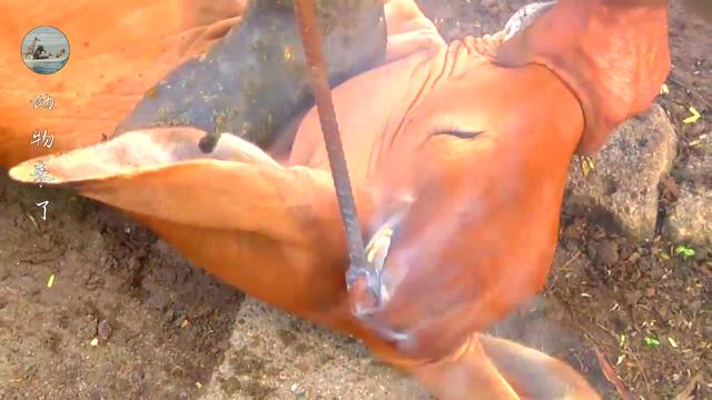 牛角怎么做好吃，牛角怎么做好吃又简单！