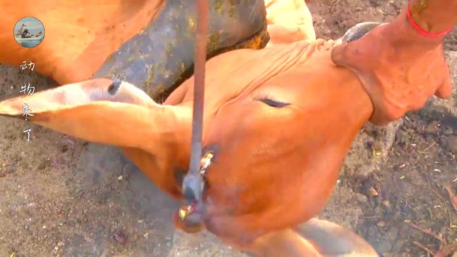 牛角怎么做好吃，牛角怎么做好吃又简单！