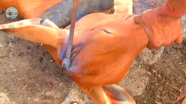 牛角怎么做好吃，牛角怎么做好吃又简单！