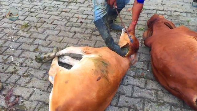 牛角怎么做好吃，牛角怎么做好吃又简单！