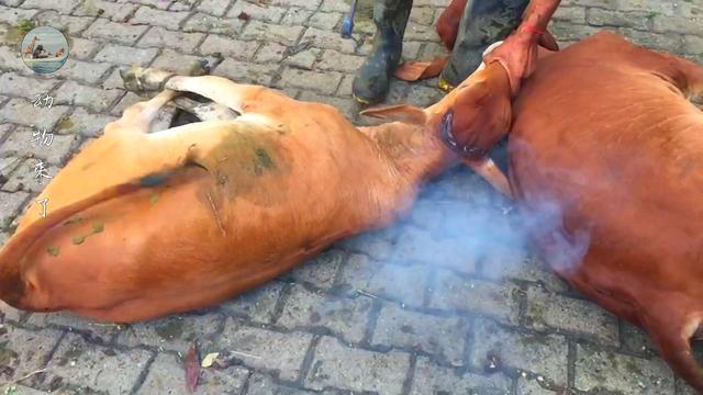 牛角怎么做好吃，牛角怎么做好吃又简单！