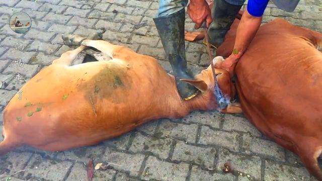 牛角怎么做好吃，牛角怎么做好吃又简单！