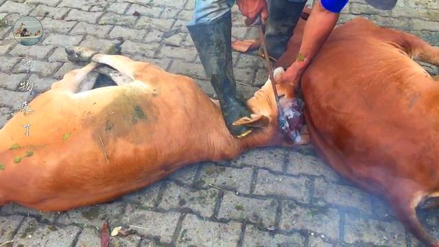 牛角怎么做好吃，牛角怎么做好吃又简单！